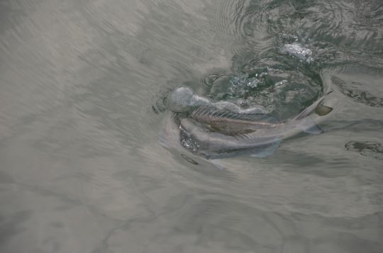 Une pêche subtile et efficace.