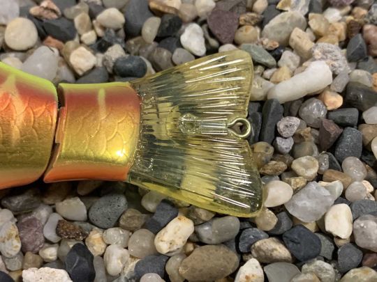 Un anneau est placé sur la queue.