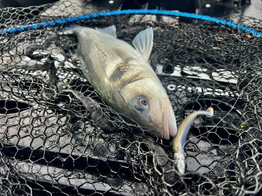 Sur les zones très peu profondes, l'utilité du sondeur est bien moindre.
