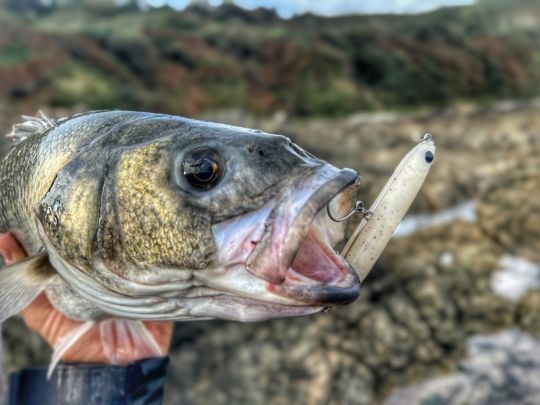 Les pêcheurs du bord sont de véritables adeptes de la pêche au leurre de surface, en raison de la faible profondeur des zones qu'ils fréquentent.