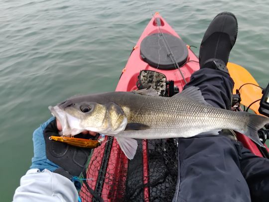 HARDCORE MINNOW FLAT (SP) de chez Duel