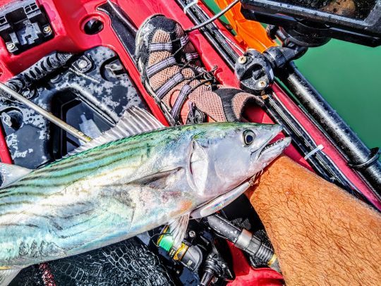 CRYSTAL MINNOW DD (F) de chez YoZuri