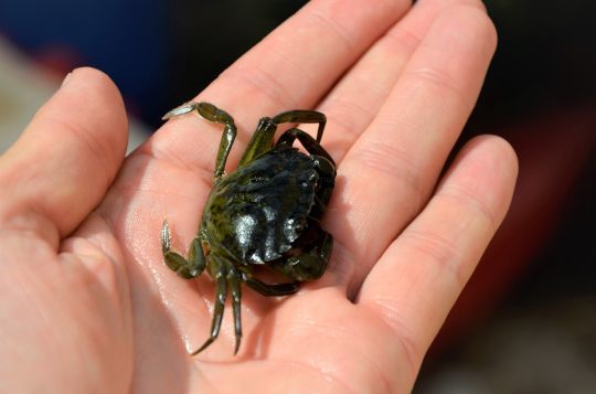Un crabe vivant pour sélectionner les belles dorades.