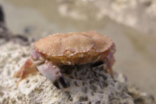 Un tourteau juvénile à remettre dans l'eau