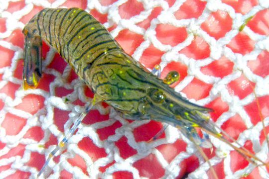 La taille du bouquet passe à 5 cm partout en France