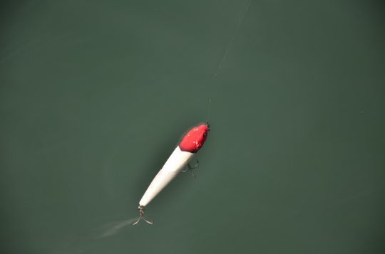 Pêcher le loup au leurre de surface.