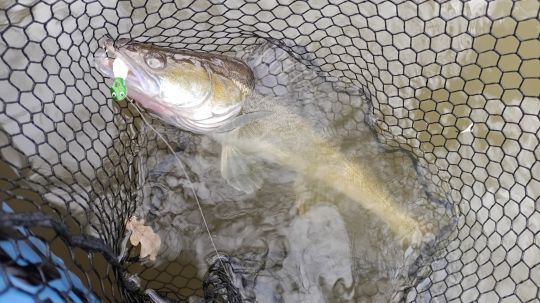 Certaines espèces sont plus sensibles, notamment le sandre.