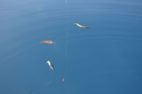 Comment se passer du plomb ?