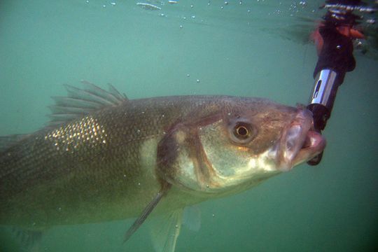 Les pêcheurs de loisirs pratiquent une pêche responsable et durable