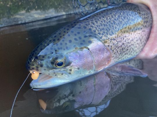 Les imitations de petit oeuf en pêche statique offre une alternative intéressante notamment sur les poissons qui ne veulent plus courir après des mouches animées
