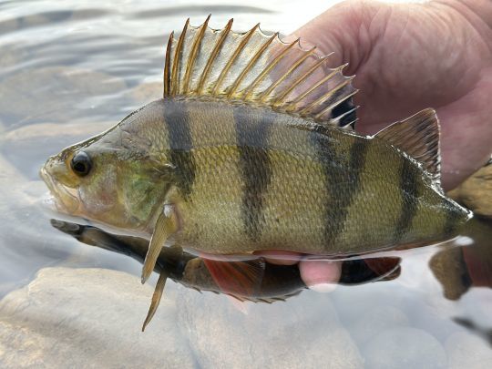  Il serait dommage de ne pas s'amuser avec des jolies perches de février à avril... 