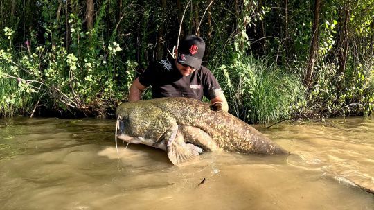 Protégeons nos géants, c'est urgent.