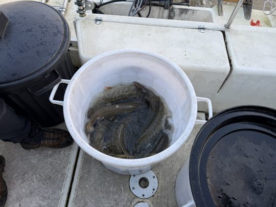Ils seront moins à l'étroit dans la Seine ! 