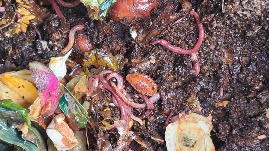 Les vers de terre, des appâts efficaces sur le silure.