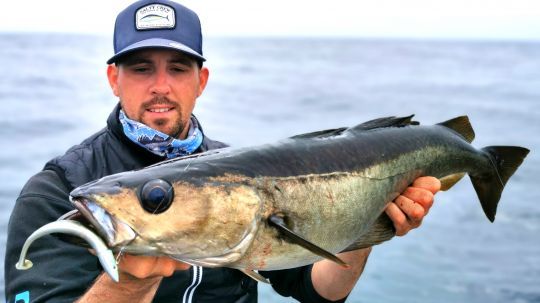 En se focalisant sur certains secteurs spécifiques et en ayant une bonne connaissance de l'espèce, il est possible de trouver de jolis lieux jaunes dans peu d'eau et de les pêcher en light.