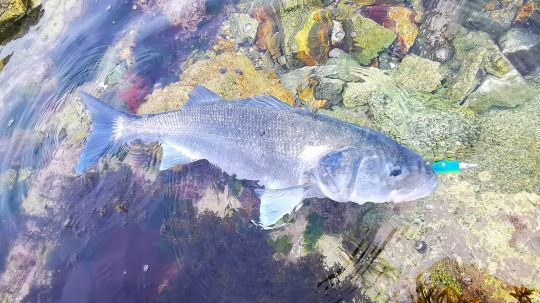 Il est possible de capturer de gros bars ici. Sur la photo, un poisson dépasse les 75 cm.
