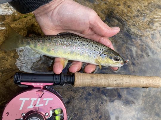 Et voila la première truite de l'année tant attendue! Elle craquera pour une nymphe en oreille de lièvre bien présentée