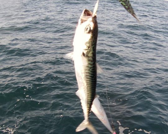 10 maquereaux par jour et par pêcheur