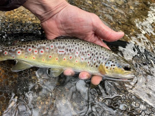 Superbe robe des farios sauvages bretonnes de ma petite rivière