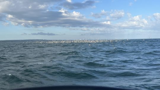 Une chasse d'oiseaux de cette ampleur ne passe pas inaperçue. A coup sûr, une forte activité s'anime sous la surface.