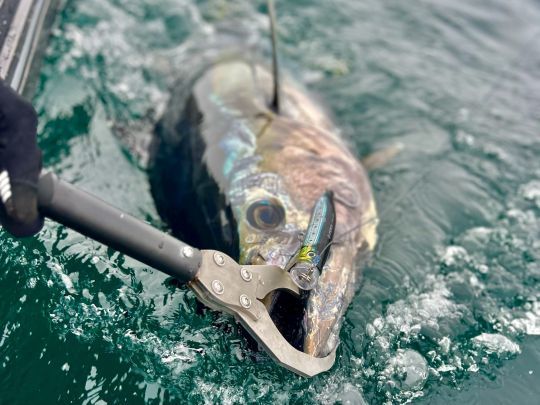 Les hameçons simples présentent l'avantage majeur de faciliter le décrochage du poisson et sa remise à l'eau dans de bonnes conditions.