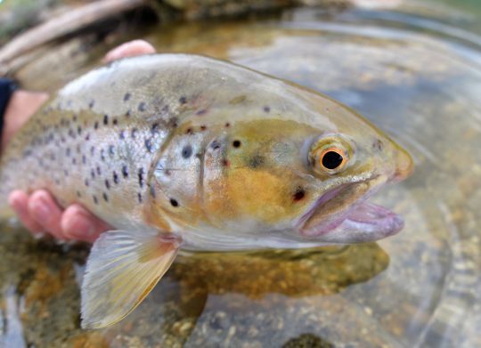 Le fisheye est destiné à des images artistiques ou des utilisations bien précises