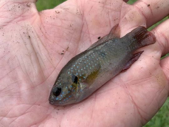 On pêche les proies et les prédateurs en même temps !