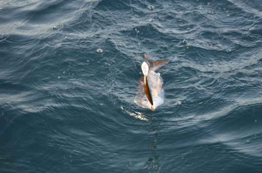 De nombreuses espèces à pêcher aux leurres en mer.