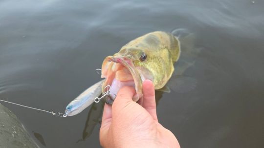 Un stickbait de surface pour pêcher en mer ou en eau douce.
