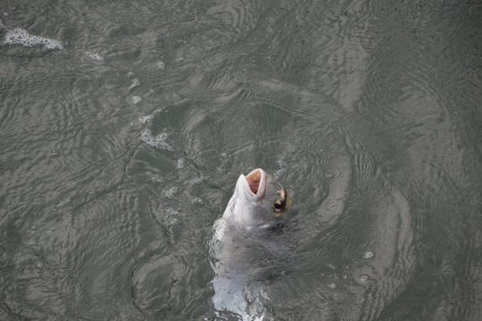 La dorade, poisson à cibler aussi l'été.