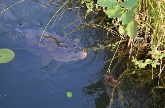 De belles carpes sur les bordures.