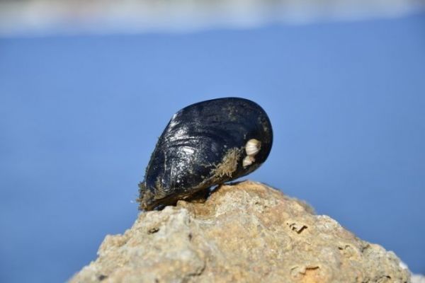 Pesca con marisco