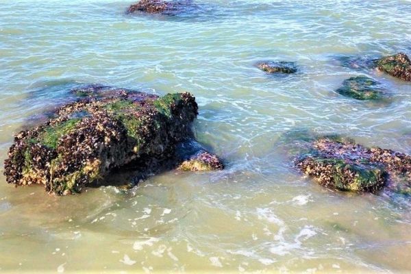 El mejilln se esconde en las rocas, bajo el agua