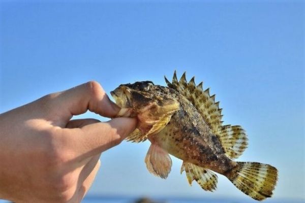 Pesca de roca con Power Isome