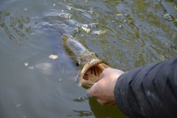 Liga del Black Bass 2026