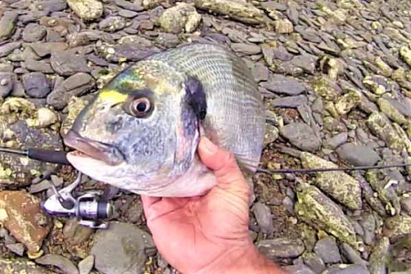Perfeccione su estrategia de pesca para capturar doradas