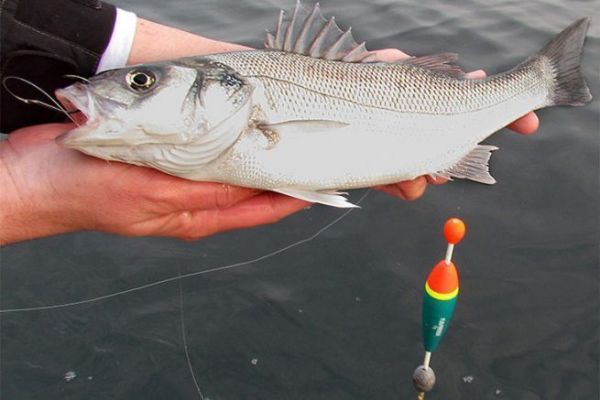 Pesca de lubinas con flotador, principio y montaje Lubina capturada con flotador