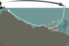 Animacin de spinnerbait lento