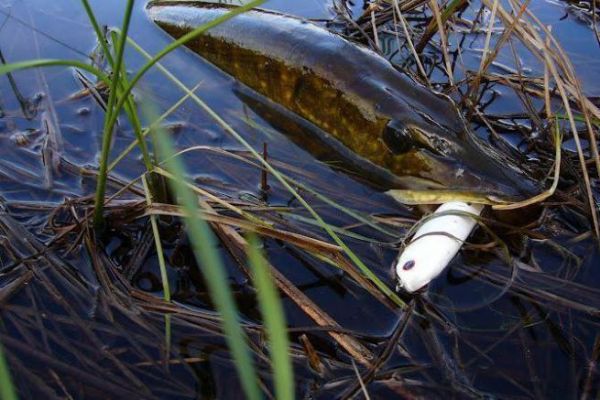 Las diferentes familias de seuelos para la pesca de superficie