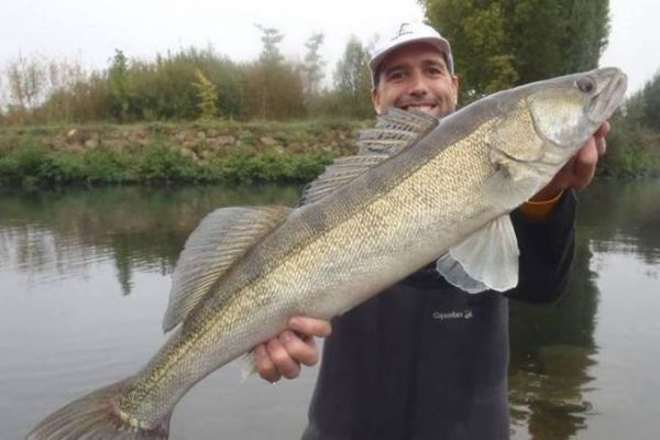 Pesca del lucioperca en ro