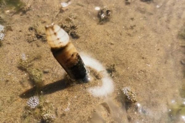 ¿Cómo se recogen y desembarcan las navajas para la pesca del besugo?