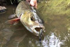 Pesca de cacho en superficie, con qu imitaciones de insectos?