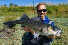 Pesca de lubinas