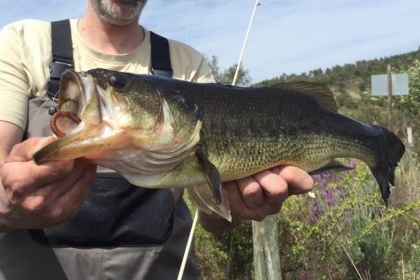 Bonito black bass capturado con un aparejo Inch Wacky.