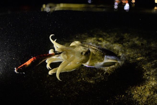 Las diferentes especies que se pescan en Eging: pulpo, sepia y calamar