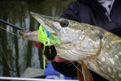 El bladed jig, un seuelo eficaz para la pesca de depredadores