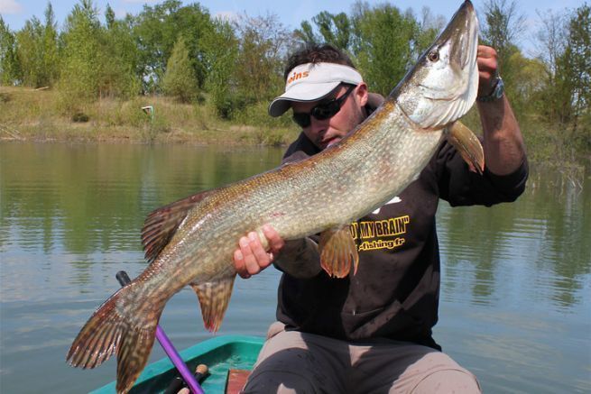 Swimbaits duros, imanes para grandes lucios.