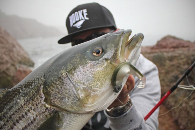 Mis 3 mejores seuelos para la pesca de la lubina rayada desde la orilla en Canad