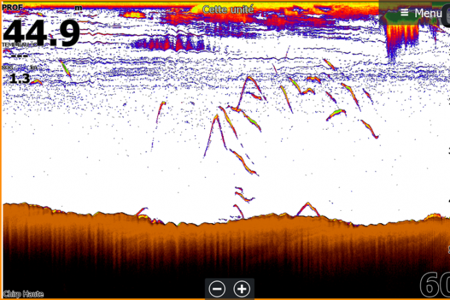 Cardumen de atn rojo, cazando, visto en una sonda Lowrance.