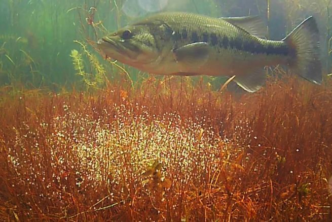 La reproducci�n del black bass, una etapa delicada de su ciclo vital